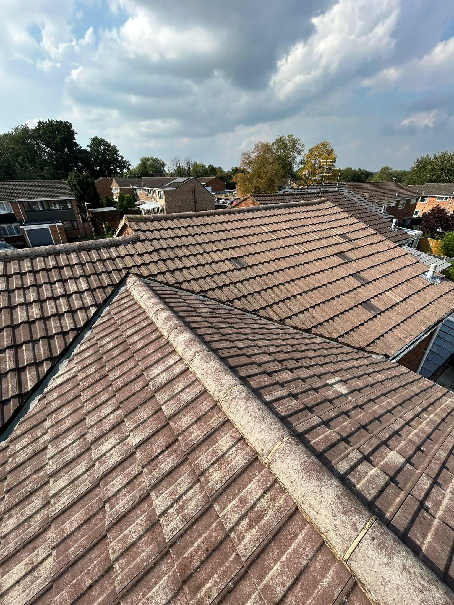 Tree-shaded roof with accelerated growth